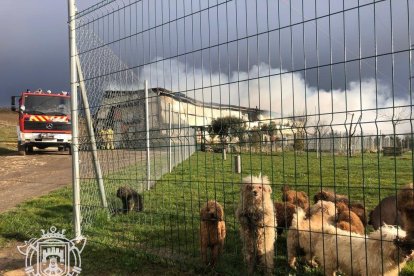 Los Bomberos y operarios del centro lograron rescatar a perros. BOMBEROS DE BURGOS