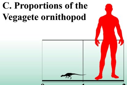 Proporción entre un ser humano y el pequeño dinosaurio de Salas.