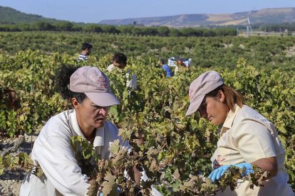 Dos mujeres trabajan en la vendimia