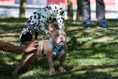 Perros y dueños disfrutan de las áreas de esparcimiento canino. TOMÁS ALONSO