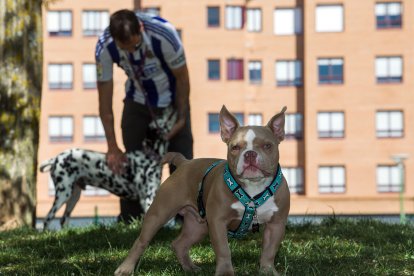 Perros y dueños disfrutan de las áreas de esparcimiento canino. TOMÁS ALONSO
