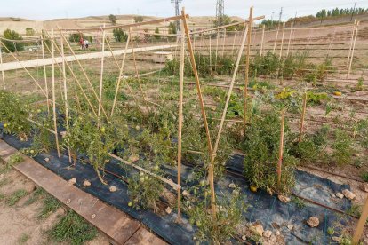 Los primeros diez bancales de 20 del terreno cedido a la Asociación de Vecinos de San Pedro de la Fuente y Fuentecillas y Huerteco han empezado a dar sus primeros frutos. SANTI OTERO
