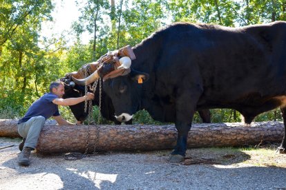 Una yunta de vacas negras serranas, acompañadas por los carreteros. 