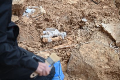 Esta pieza que se consolida por el equipo de restauración in situ, en el yacimiento de Gran Dolina TD-4, tiene mucha historia. El cráneo se encontró hace 30 años por el equipo de Emiliano Aguirre. La mandíbula apareció el año pasado, casando con la pieza que se expone en el Museo de la Evolución, y ahora aparece 