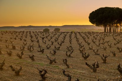 La Ribera del Duero reserva momentos mágicos