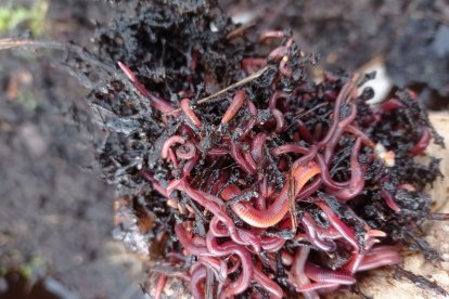 Vienen utilizando dos especies denominadas como «lombriz roja californiana»