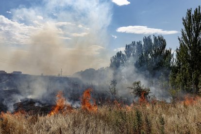 Los equipos de extinción se han centrado en evitar que las llamas llegaran a la zona de arbolado y los Bomberos de Burgos lo han dado por controladO. FOTOS: © ECB / SANTI OTERO