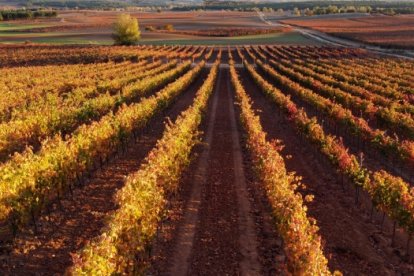 Viñedos del Ribera del Duero./ rutadelvinoriberadelduero