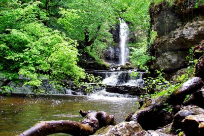 Bosque de Las Pisas. turismoburgos.org