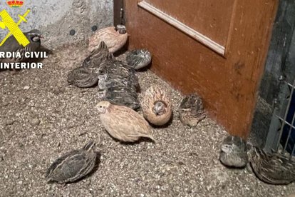 Los agentes también descubrieron 100 aves sin guías sanitarias ni licencia para su tenencia. GUARDIA CIVIL