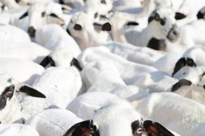 Mención de honor. Única entre la multitud