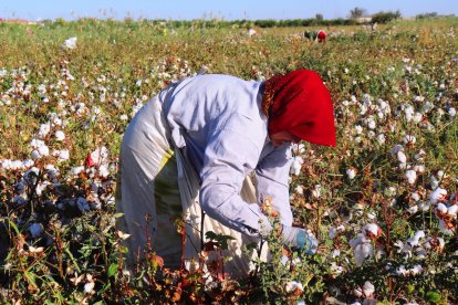 Mención de honor. Recolectoras de algodón esclavas de nuestro consumismo
