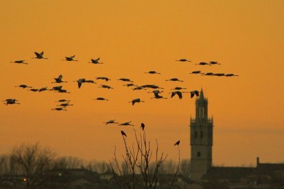 Mención de honor. Grullas palentinas