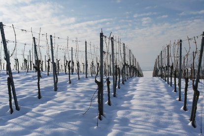 Viñedo