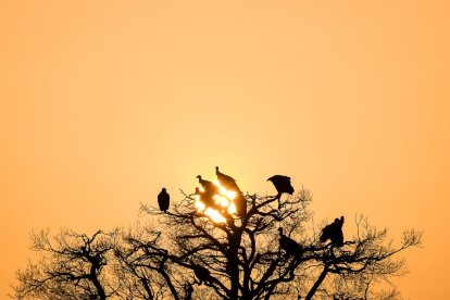 5º premio Leonados al atardecer