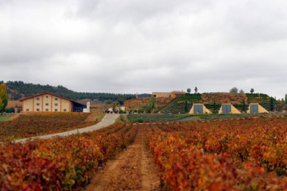 Viñedos de Bodegas Valduero en la Ribera del Duero./ BV