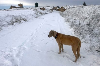 Un perro camina por las cercanías de Villegas. AMIGOS DE VILLAMORÓN