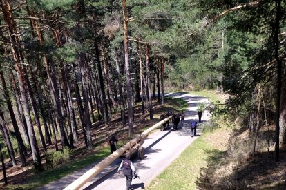 El traslado de la pieza, de 23 metros, se realiza al estilo tradicional, con el arrastre a cargo de las vacas serranas negras. Es el mismo método por el que se trasladará esta majestuosa pieza de los montes serranos a Burgos. Después llegará a Sanlúcar en un proceso aún por definir.