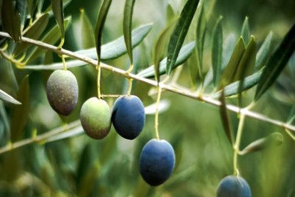 Las aceitunas aportan 63mg de calcio por cada 100g.