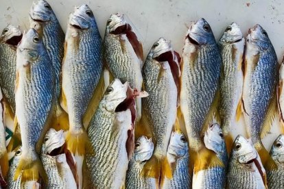 El pescado tanto blanco como azul son muy recomendables