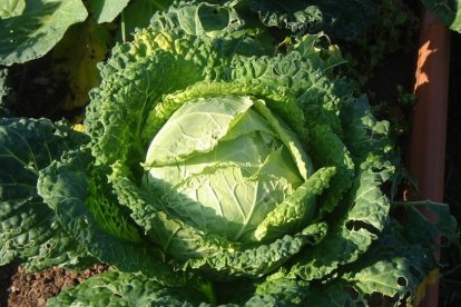 Col rizada. Las crucíferas ayudan a la creación de glóbulos rojos y previenen la inflamación intestinal, pero ojo: “Estos alimentos no son recomendables para personas con problemas digestivos