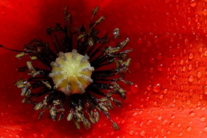 La semilla de amapola (y la de sésamo) son las reina con 1.438 mg por cada 100g.