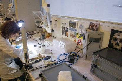 Cada pieza se somete a un proceso de limpieza con agua destilada, consolidación y preparación. Posteriormente se identifica y sigla y se introducen los datos en la base de datos del proyecto. TOMÁS ALONSO