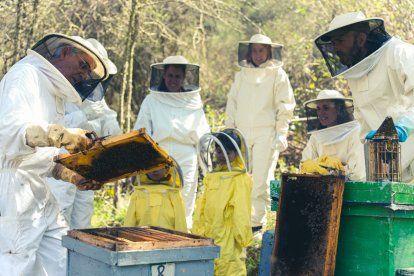abejas5