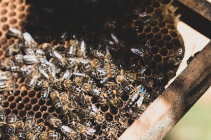 Jalea Rural es un proyecto asentado en Pradolunego que quiere poner en valor la importancia de las abejas. JALEA RURAL