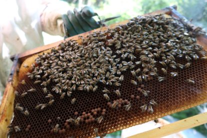 Jalea Rural es un proyecto asentado en Pradolunego que quiere poner en valor la importancia de las abejas. JALEA RURAL