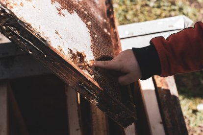 Jalea Rural es un proyecto asentado en Pradolunego que quiere poner en valor la importancia de las abejas. JALEA RURAL