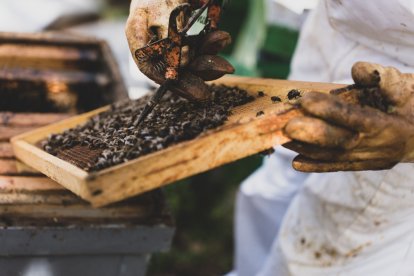 Jalea Rural es un proyecto asentado en Pradolunego que quiere poner en valor la importancia de las abejas. JALEA RURAL