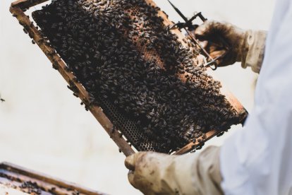 Jalea Rural es un proyecto asentado en Pradolunego que quiere poner en valor la importancia de las abejas. JALEA RURAL