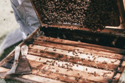 Jalea Rural es un proyecto asentado en Pradolunego que quiere poner en valor la importancia de las abejas. JALEA RURAL