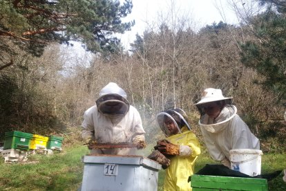 Jalea Rural es un proyecto asentado en Pradolunego que quiere poner en valor la importancia de las abejas. JALEA RURAL