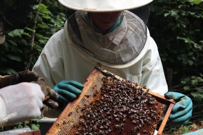 Jalea Rural es un proyecto asentado en Pradolunego que quiere poner en valor la importancia de las abejas. JALEA RURAL