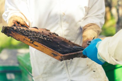 Jalea Rural es un proyecto asentado en Pradolunego que quiere poner en valor la importancia de las abejas. JALEA RURAL
