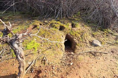 Madrigueras de conejos en una zona de árboles frutales dañados por su masiva presencia.-ICAL