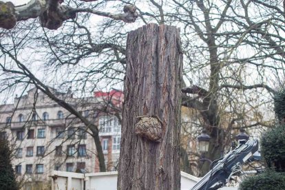 Talan las acacias secas del Espolón. En un primer momento se han cortado 9 que estaban secas porque un hongo afectó sus raíces. FOTOS: TOMÁS ALONSO