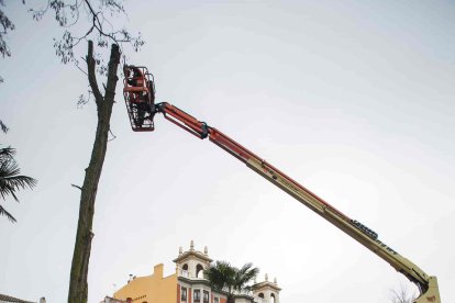 Talan las acacias secas del Espolón. En un primer momento se han cortado 9 que estaban secas porque un hongo afectó sus raíces. FOTOS: TOMÁS ALONSO