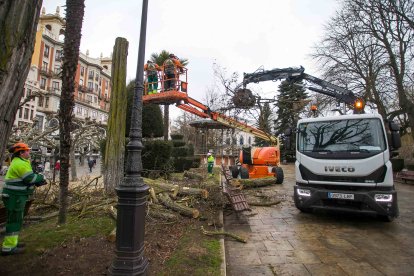 Talan las acacias secas del Espolón. En un primer momento se han cortado 9 que estaban secas porque un hongo afectó sus raíces. FOTOS: TOMÁS ALONSO