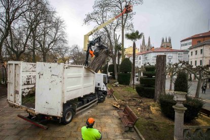 Talan las acacias secas del Espolón. En un primer momento se han cortado 9 que estaban secas porque un hongo afectó sus raíces. FOTOS: TOMÁS ALONSO