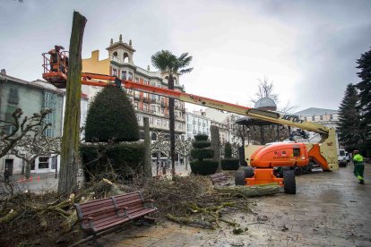 Talan las acacias secas del Espolón. En un primer momento se han cortado 9 que estaban secas porque un hongo afectó sus raíces. FOTOS: TOMÁS ALONSO