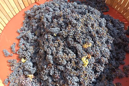 La uva, protagonista en la gran fiesta de la vendimia en Aranda de Duero. FOTOS: © ECB /  L. V.