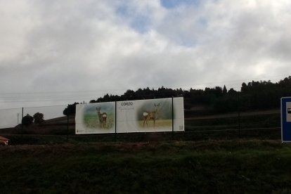 Al corzo que se despliega en los huertos de Fuentecillas.