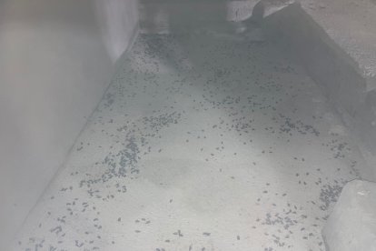 Imagen de la zona común donde se ubican las tuberías en los edificios del Polígono Río Vena afectados por la plaga de cucarachas.