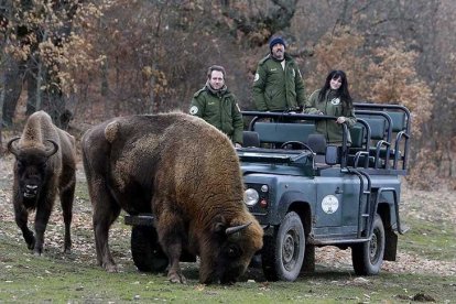 Parte del equipo de Paleolítico Vivo posa frente a un bisonte. P.V.