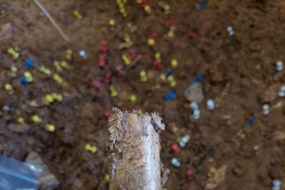 Un retocador de hueso del nivel 4 .