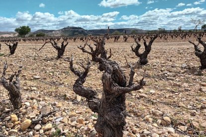 La brotación se ha adelantado por el calor atípico de las últimas semanas.