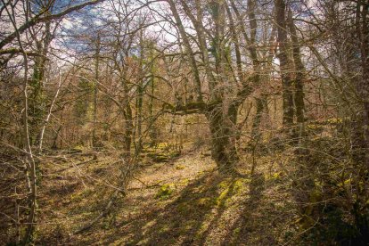 El paisaje está dominado por un frondoso y bien conservado hayedo. FOTOS: © Daniel López García
